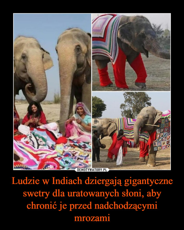Ludzie w Indiach dziergają gigantyczne swetry dla uratowanych słoni, aby chronić je przed nadchodzącymi mrozami –  