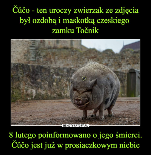 Čůčo - ten uroczy zwierzak ze zdjęcia był ozdobą i maskotką czeskiego 
zamku Točník 8 lutego poinformowano o jego śmierci. Čůčo jest już w prosiaczkowym niebie