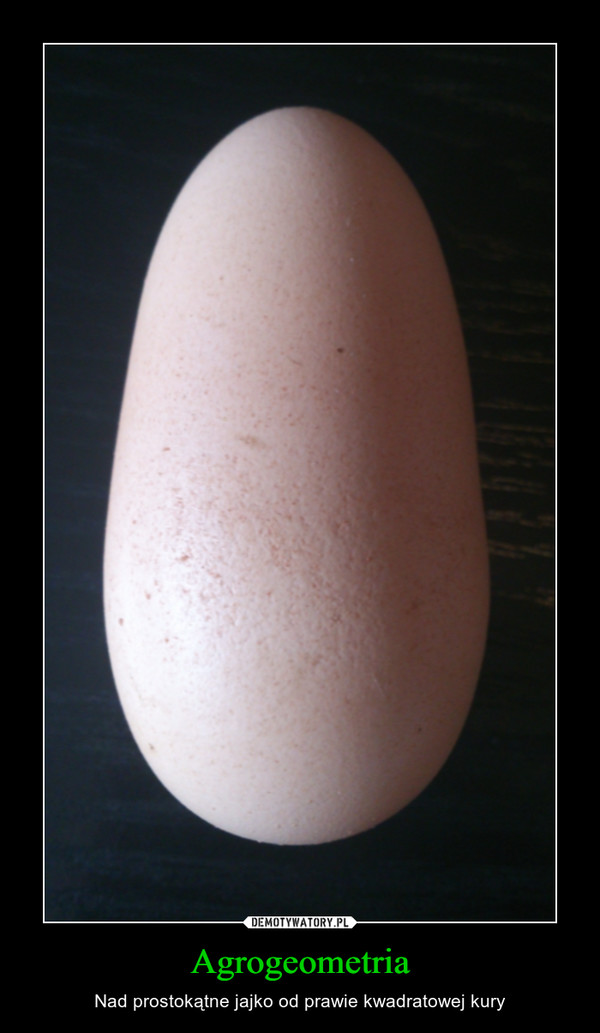 Agrogeometria – Nad prostokątne jajko od prawie kwadratowej kury 