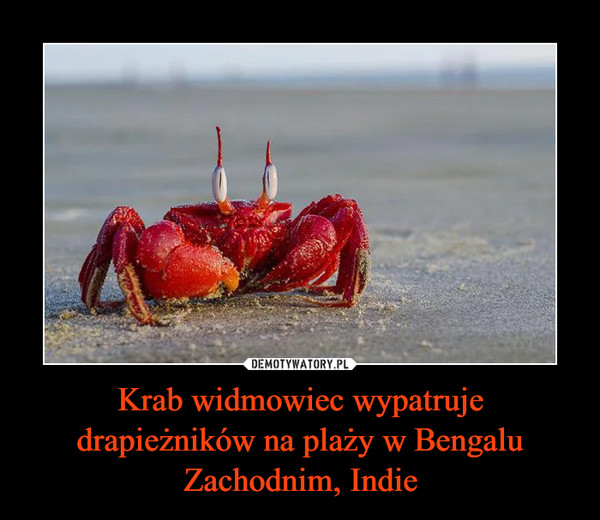 Krab widmowiec wypatruje drapieżników na plaży w Bengalu Zachodnim, Indie –  