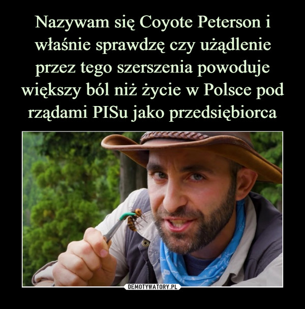 Nazywam się Coyote Peterson i właśnie sprawdzę czy użądlenie przez tego szerszenia powoduje większy ból niż życie w Polsce pod rządami PISu jako przedsiębiorca
