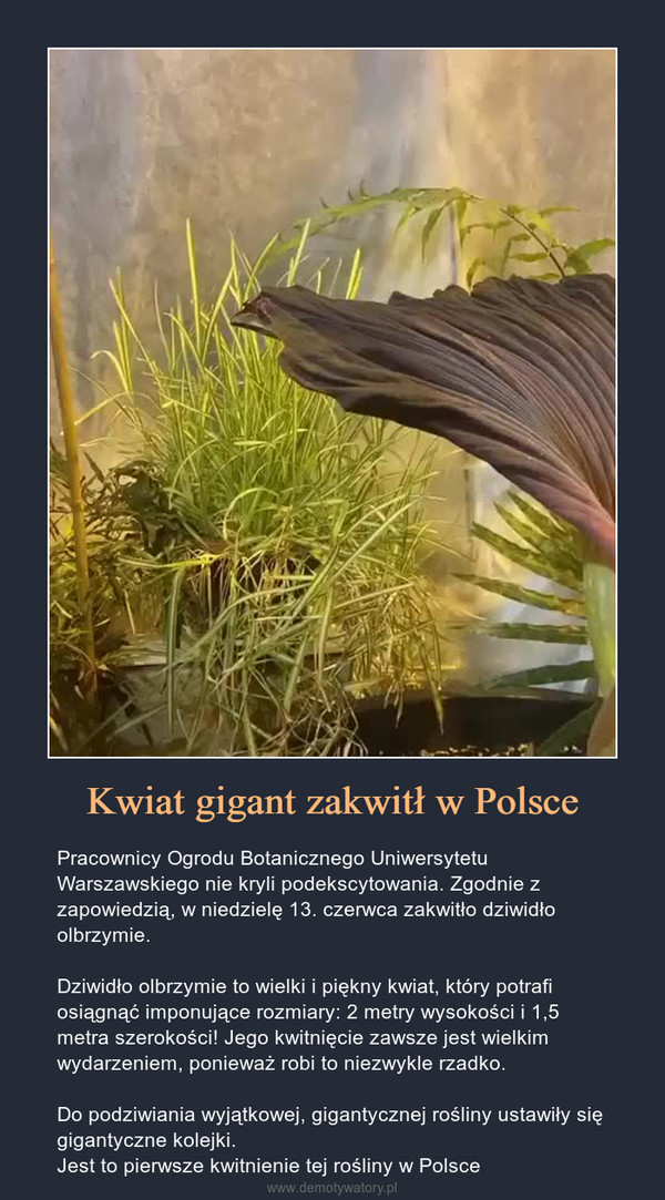 Kwiat gigant zakwitł w Polsce – Pracownicy Ogrodu Botanicznego Uniwersytetu Warszawskiego nie kryli podekscytowania. Zgodnie z zapowiedzią, w niedzielę 13. czerwca zakwitło dziwidło olbrzymie.Dziwidło olbrzymie to wielki i piękny kwiat, który potrafi osiągnąć imponujące rozmiary: 2 metry wysokości i 1,5 metra szerokości! Jego kwitnięcie zawsze jest wielkim wydarzeniem, ponieważ robi to niezwykle rzadko.Do podziwiania wyjątkowej, gigantycznej rośliny ustawiły się gigantyczne kolejki.Jest to pierwsze kwitnienie tej rośliny w Polsce 
