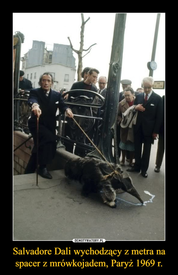 Salvadore Dali wychodzący z metra na spacer z mrówkojadem, Paryż 1969 r. –  