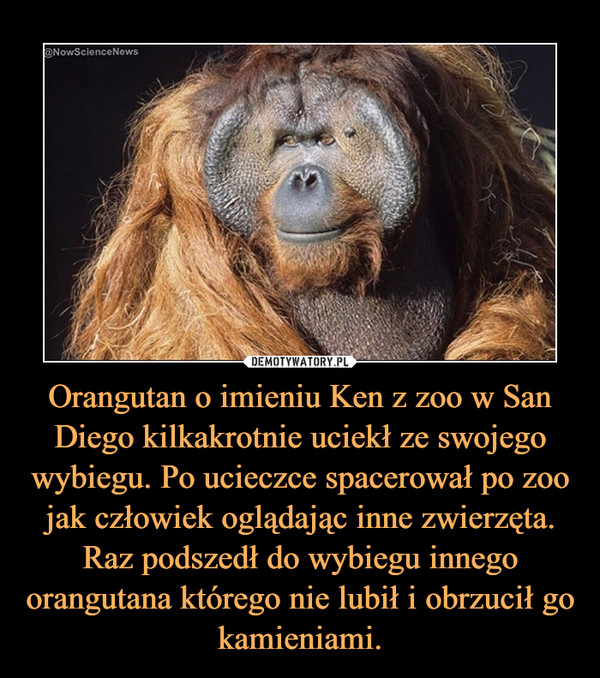 Orangutan o imieniu Ken z zoo w San Diego kilkakrotnie uciekł ze swojego wybiegu. Po ucieczce spacerował po zoo jak człowiek oglądając inne zwierzęta. Raz podszedł do wybiegu innego orangutana którego nie lubił i obrzucił go kamieniami. –  