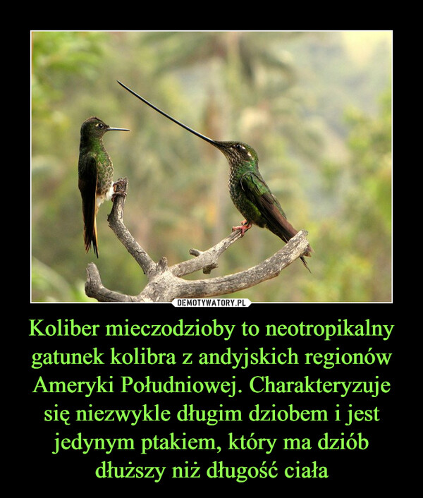 Koliber mieczodzioby to neotropikalny gatunek kolibra z andyjskich regionów Ameryki Południowej. Charakteryzuje się niezwykle długim dziobem i jest jedynym ptakiem, który ma dziób dłuższy niż długość ciała