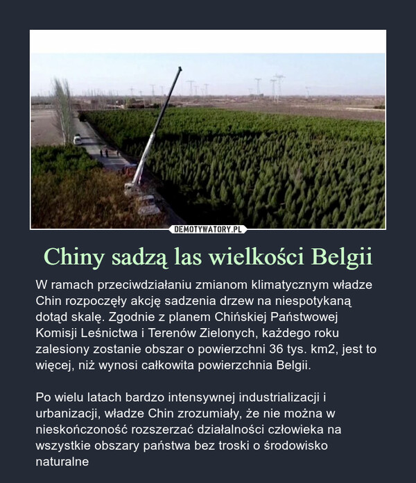 Chiny sadzą las wielkości Belgii