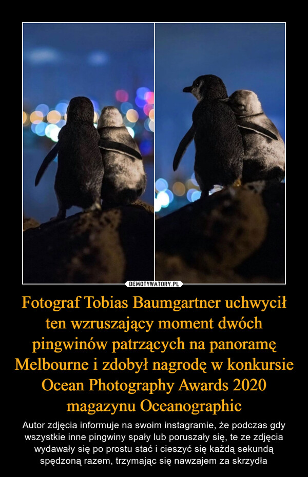 Fotograf Tobias Baumgartner uchwycił ten wzruszający moment dwóch pingwinów patrzących na panoramę Melbourne i zdobył nagrodę w konkursie Ocean Photography Awards 2020 magazynu Oceanographic – Autor zdjęcia informuje na swoim instagramie, że podczas gdy wszystkie inne pingwiny spały lub poruszały się, te ze zdjęcia wydawały się po prostu stać i cieszyć się każdą sekundą spędzoną razem, trzymając się nawzajem za skrzydła 