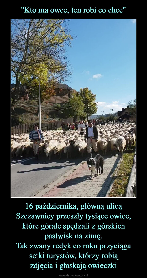 16 października, główną ulicą Szczawnicy przeszły tysiące owiec,które górale spędzali z górskichpastwisk na zimę.Tak zwany redyk co roku przyciągasetki turystów, którzy robiązdjęcia i głaskają owieczki –  