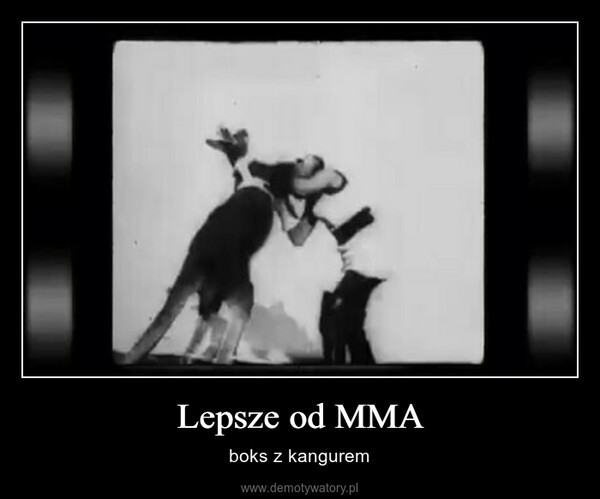 Lepsze od MMA – boks z kangurem 