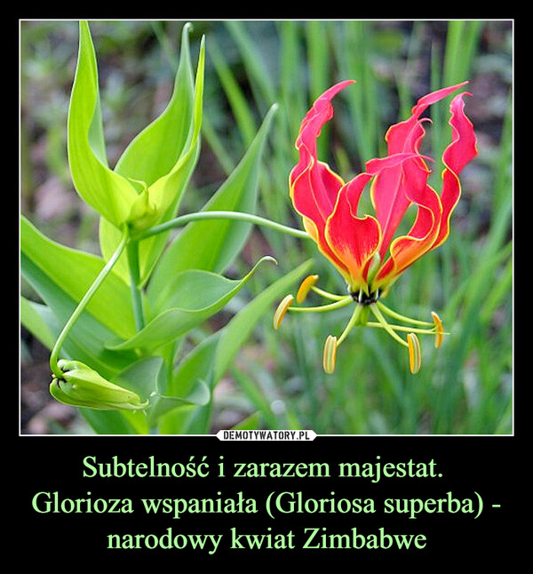 Subtelność i zarazem majestat. Glorioza wspaniała (Gloriosa superba) - narodowy kwiat Zimbabwe –  