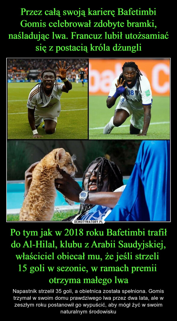 Po tym jak w 2018 roku Bafetimbi trafił do Al-Hilal, klubu z Arabii Saudyjskiej, właściciel obiecał mu, że jeśli strzeli 15 goli w sezonie, w ramach premii otrzyma małego lwa – Napastnik strzelił 35 goli, a obietnica została spełniona. Gomis trzymał w swoim domu prawdziwego lwa przez dwa lata, ale w zeszłym roku postanowił go wypuścić, aby mógł żyć w swoim naturalnym środowisku 