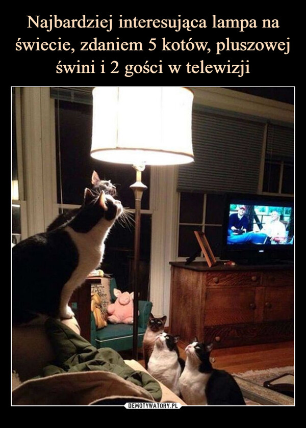 Najbardziej interesująca lampa na świecie, zdaniem 5 kotów, pluszowej świni i 2 gości w telewizji