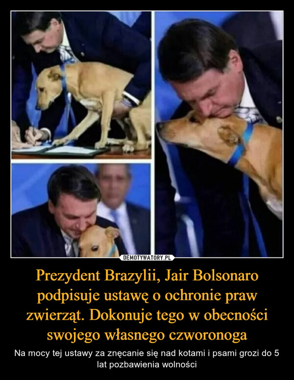 Prezydent Brazylii, Jair Bolsonaro podpisuje ustawę o ochronie praw zwierząt. Dokonuje tego w obecności swojego własnego czworonoga – Na mocy tej ustawy za znęcanie się nad kotami i psami grozi do 5 lat pozbawienia wolności 