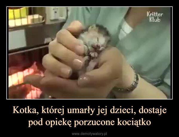 Kotka, której umarły jej dzieci, dostaje pod opiekę porzucone kociątko –  