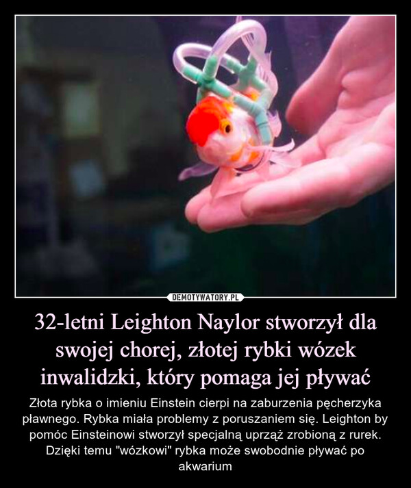32-letni Leighton Naylor stworzył dla swojej chorej, złotej rybki wózek inwalidzki, który pomaga jej pływać – Złota rybka o imieniu Einstein cierpi na zaburzenia pęcherzyka pławnego. Rybka miała problemy z poruszaniem się. Leighton by pomóc Einsteinowi stworzył specjalną uprząż zrobioną z rurek. Dzięki temu "wózkowi" rybka może swobodnie pływać po akwarium 