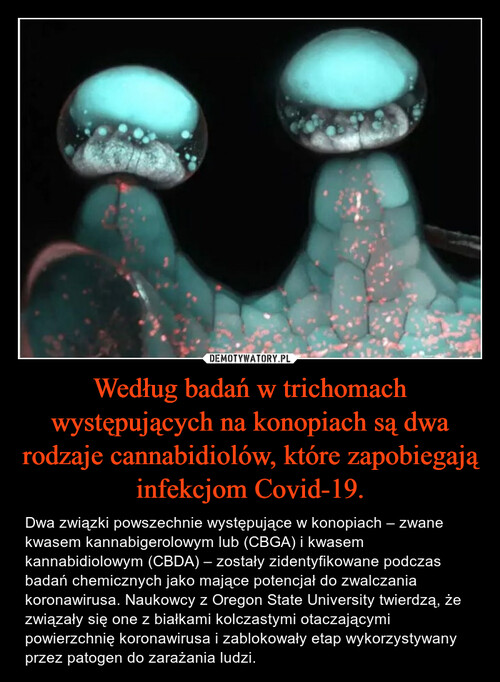 Według badań w trichomach występujących na konopiach są dwa rodzaje cannabidiolów, które zapobiegają infekcjom Covid-19.