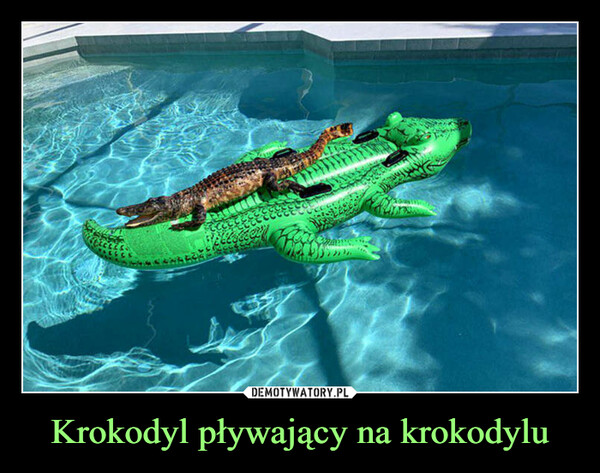 Krokodyl pływający na krokodylu