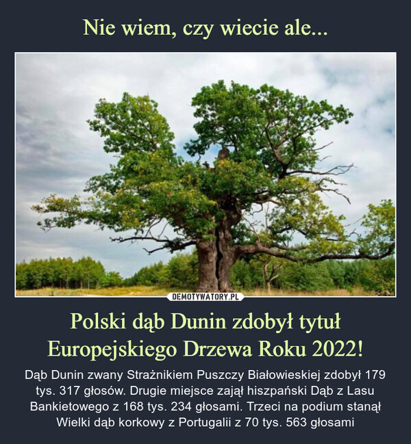 Polski dąb Dunin zdobył tytuł Europejskiego Drzewa Roku 2022! – Dąb Dunin zwany Strażnikiem Puszczy Białowieskiej zdobył 179 tys. 317 głosów. Drugie miejsce zajął hiszpański Dąb z Lasu Bankietowego z 168 tys. 234 głosami. Trzeci na podium stanął Wielki dąb korkowy z Portugalii z 70 tys. 563 głosami 