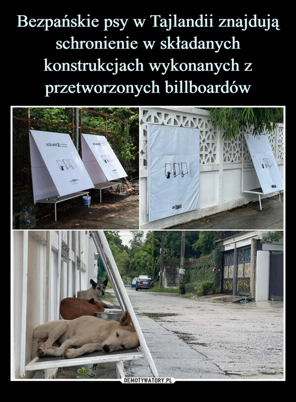 Bezpańskie psy w Tajlandii znajdują schronienie w składanych konstrukcjach wykonanych z przetworzonych billboardów