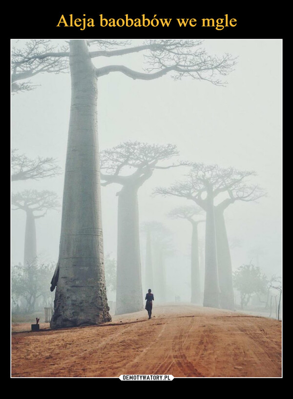 Aleja baobabów we mgle