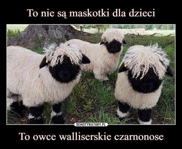 To owce walliserskie czarnonose –  