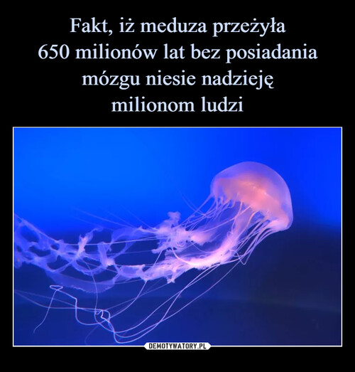 Fakt, iż meduza przeżyła
650 milionów lat bez posiadania mózgu niesie nadzieję
milionom ludzi
