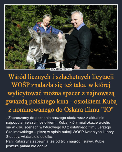 Wśród licznych i szlachetnych licytacji WOŚP znalazła się też taka, w której wylicytować można spacer z najnowszą gwiazdą polskiego kina - osiołkiem Kubą z nominowanego do Oskara filmu "IO"