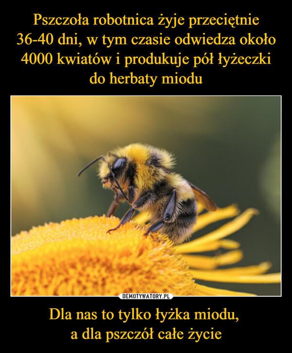 Dla nas to tylko łyżka miodu, a dla pszczół całe życie –  