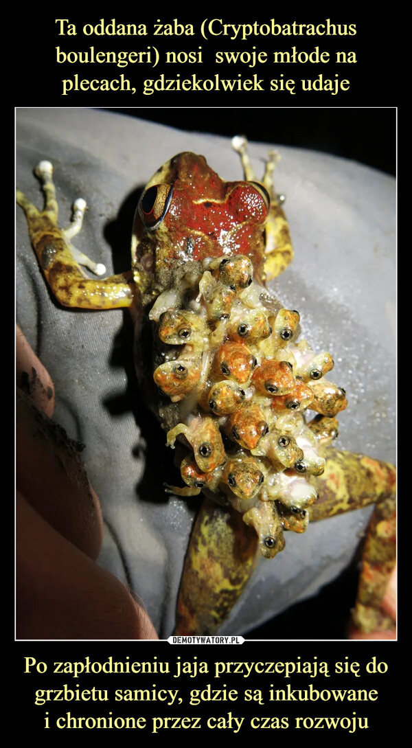 Ta oddana żaba (Cryptobatrachus boulengeri) nosi  swoje młode na plecach, gdziekolwiek się udaje Po zapłodnieniu jaja przyczepiają się do grzbietu samicy, gdzie są inkubowane
i chronione przez cały czas rozwoju