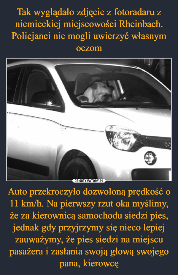 Tak wyglądało zdjęcie z fotoradaru z niemieckiej miejscowości Rheinbach. Policjanci nie mogli uwierzyć własnym oczom Auto przekroczyło dozwoloną prędkość o 11 km/h. Na pierwszy rzut oka myślimy, że za kierownicą samochodu siedzi pies, jednak gdy przyjrzymy się nieco lepiej zauważymy, że pies siedzi na miejscu pasażera i zasłania swoją głową swojego pana, kierowcę