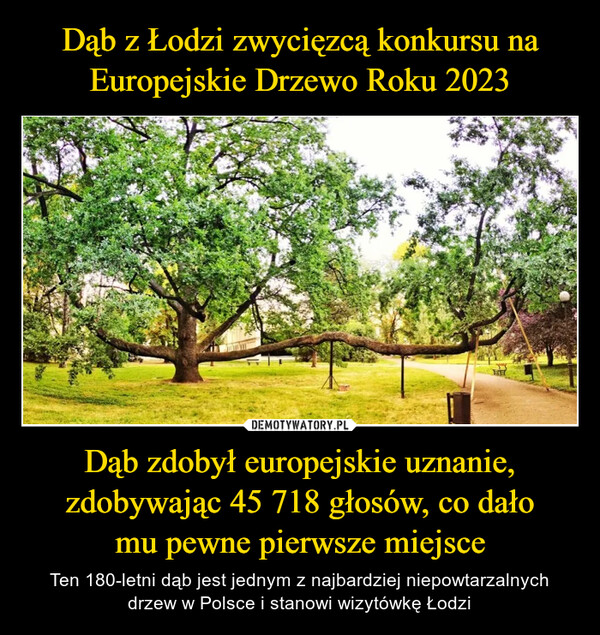 Dąb zdobył europejskie uznanie, zdobywając 45 718 głosów, co dałomu pewne pierwsze miejsce – Ten 180-letni dąb jest jednym z najbardziej niepowtarzalnych drzew w Polsce i stanowi wizytówkę Łodzi 