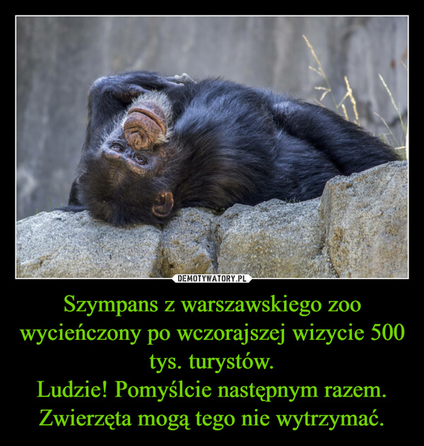 Szympans z warszawskiego zoo wycieńczony po wczorajszej wizycie 500 tys. turystów.
Ludzie! Pomyślcie następnym razem. Zwierzęta mogą tego nie wytrzymać.