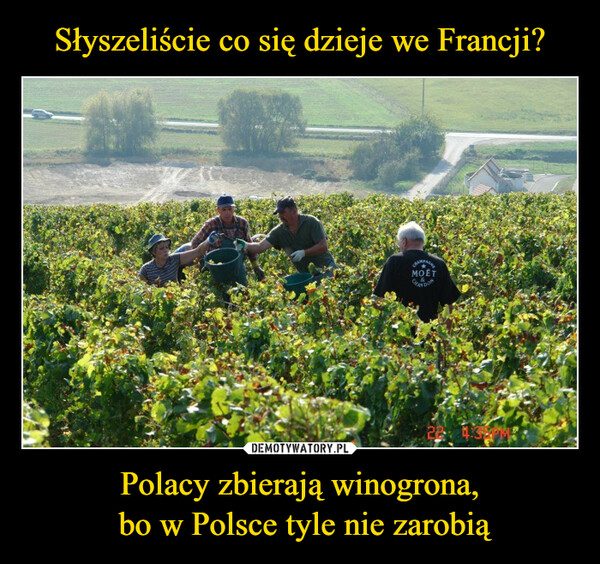 Polacy zbierają winogrona, bo w Polsce tyle nie zarobią –  MOET4000