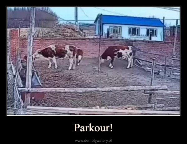 Parkour! –  LD TIID