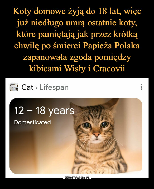 Koty domowe żyją do 18 lat, więc już niedługo umrą ostatnie koty, które pamiętają jak przez krótką chwilę po śmierci Papieża Polaka zapanowała zgoda pomiędzy kibicami Wisły i Cracovii