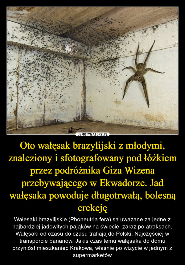 Oto wałęsak brazylijski z młodymi, znaleziony i sfotografowany pod łóżkiem przez podróżnika Giza Wizena przebywającego w Ekwadorze. Jad wałęsaka powoduje długotrwałą, bolesną erekcję – Wałęsaki brazylijskie (Phoneutria fera) są uważane za jedne z najbardziej jadowitych pająków na świecie, zaraz po atraksach. Wałęsaki od czasu do czasu trafiają do Polski. Najczęściej w transporcie bananów. Jakiś czas temu wałęsaka do domu przyniósł mieszkaniec Krakowa, właśnie po wizycie w jednym z supermarketów 