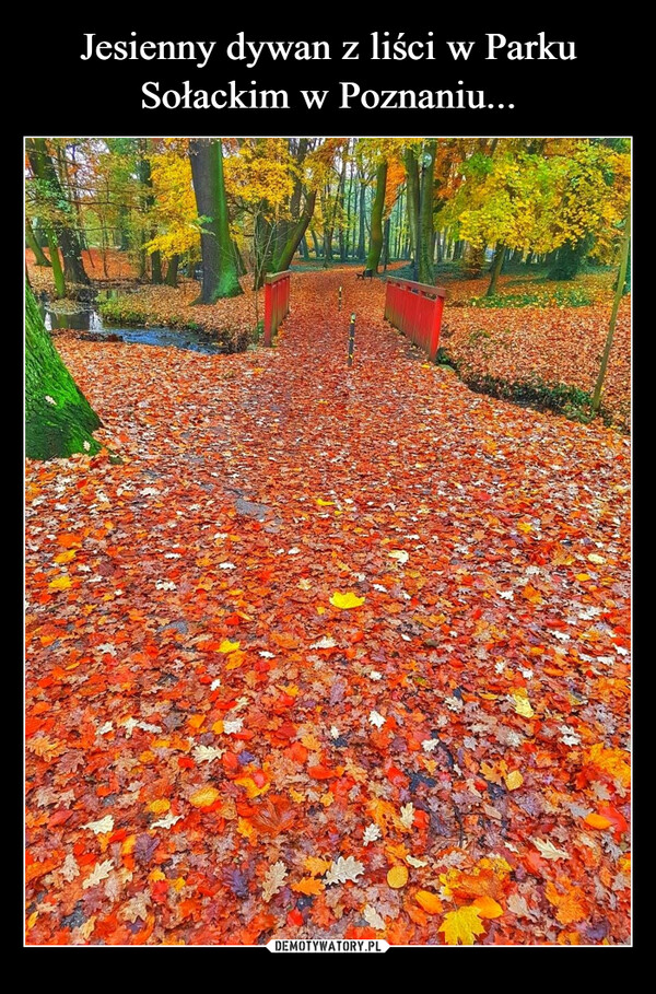 Jesienny dywan z liści w Parku Sołackim w Poznaniu...