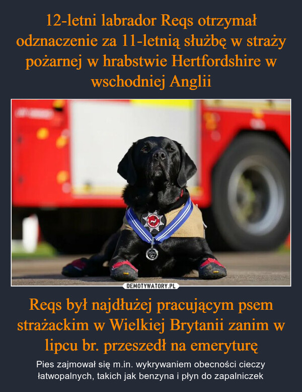 Reqs był najdłużej pracującym psem strażackim w Wielkiej Brytanii zanim w lipcu br. przeszedł na emeryturę – Pies zajmował się m.in. wykrywaniem obecności cieczy łatwopalnych, takich jak benzyna i płyn do zapalniczek 
