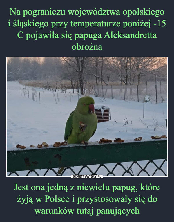 Jest ona jedną z niewielu papug, które żyją w Polsce i przystosowały się do warunków tutaj panujących –  