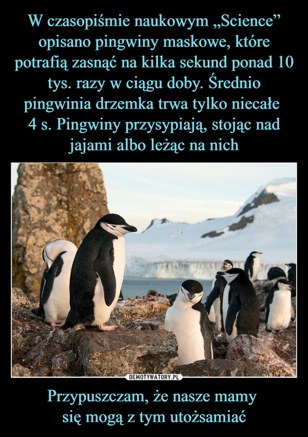 W czasopiśmie naukowym „Science” opisano pingwiny maskowe, które potrafią zasnąć na kilka sekund ponad 10 tys. razy w ciągu doby. Średnio pingwinia drzemka trwa tylko niecałe 
4 s. Pingwiny przysypiają, stojąc nad jajami albo leżąc na nich Przypuszczam, że nasze mamy 
się mogą z tym utożsamiać