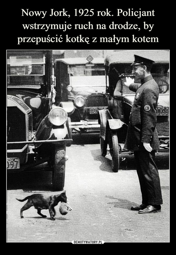 Nowy Jork, 1925 rok. Policjant wstrzymuje ruch na drodze, by przepuścić kotkę z małym kotem