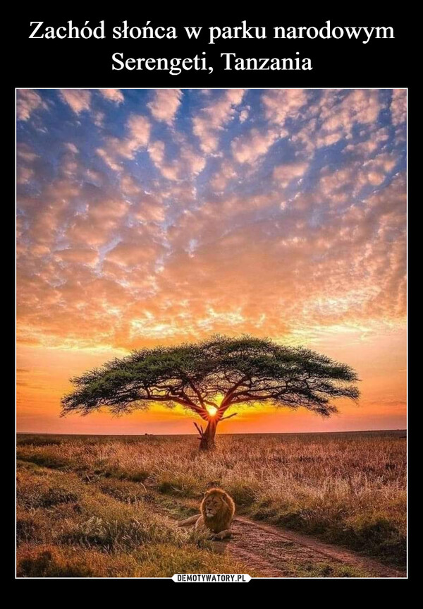 Zachód słońca w parku narodowym Serengeti, Tanzania