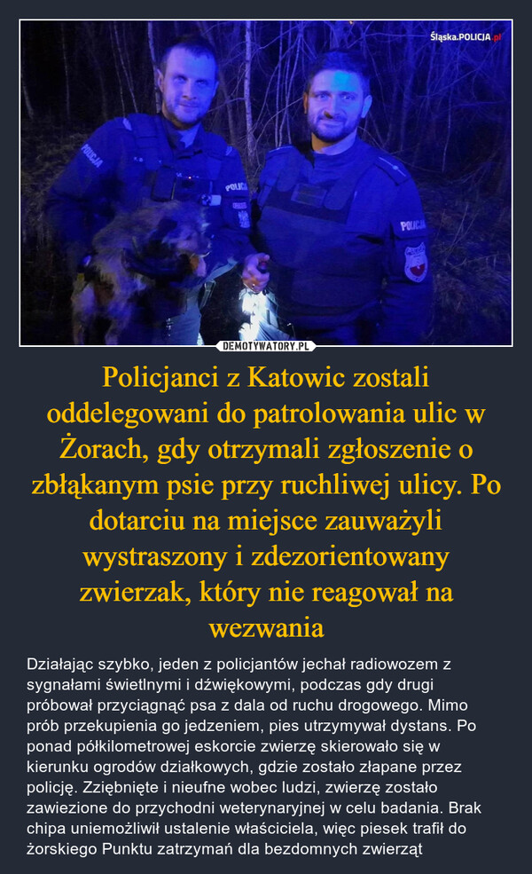 Policjanci z Katowic zostali oddelegowani do patrolowania ulic w Żorach, gdy otrzymali zgłoszenie o zbłąkanym psie przy ruchliwej ulicy. Po dotarciu na miejsce zauważyli wystraszony i zdezorientowany zwierzak, który nie reagował na wezwania