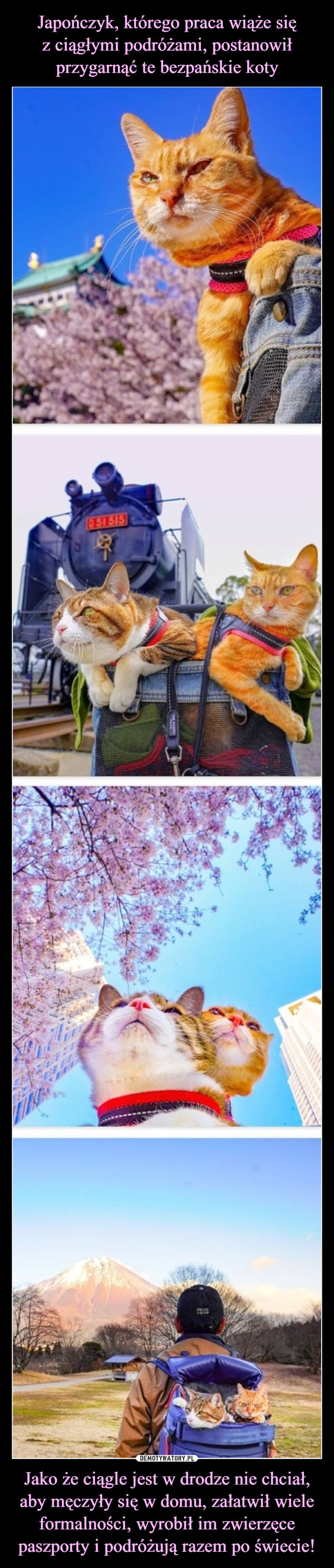 Japończyk, którego praca wiąże się
z ciągłymi podróżami, postanowił przygarnąć te bezpańskie koty Jako że ciągle jest w drodze nie chciał, aby męczyły się w domu, załatwił wiele formalności, wyrobił im zwierzęce paszporty i podróżują razem po świecie!