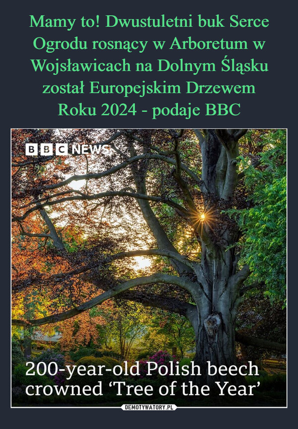 Mamy to! Dwustuletni buk Serce Ogrodu rosnący w Arboretum w Wojsławicach na Dolnym Śląsku został Europejskim Drzewem
Roku 2024 - podaje BBC